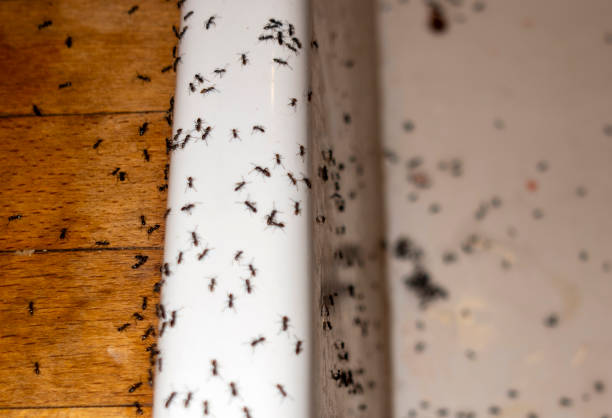 Best Bird Control  in Lithonia, GA
