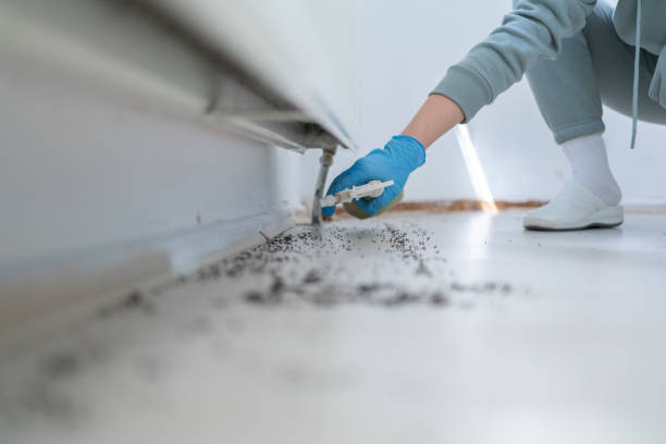 Best Ant Control Services  in Lithonia, GA